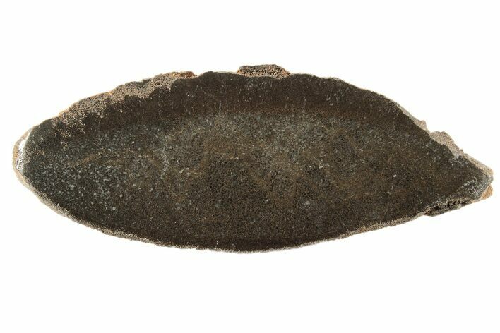 Polished Pliosaur (Liopleurodon) Limb Bone - England #243484